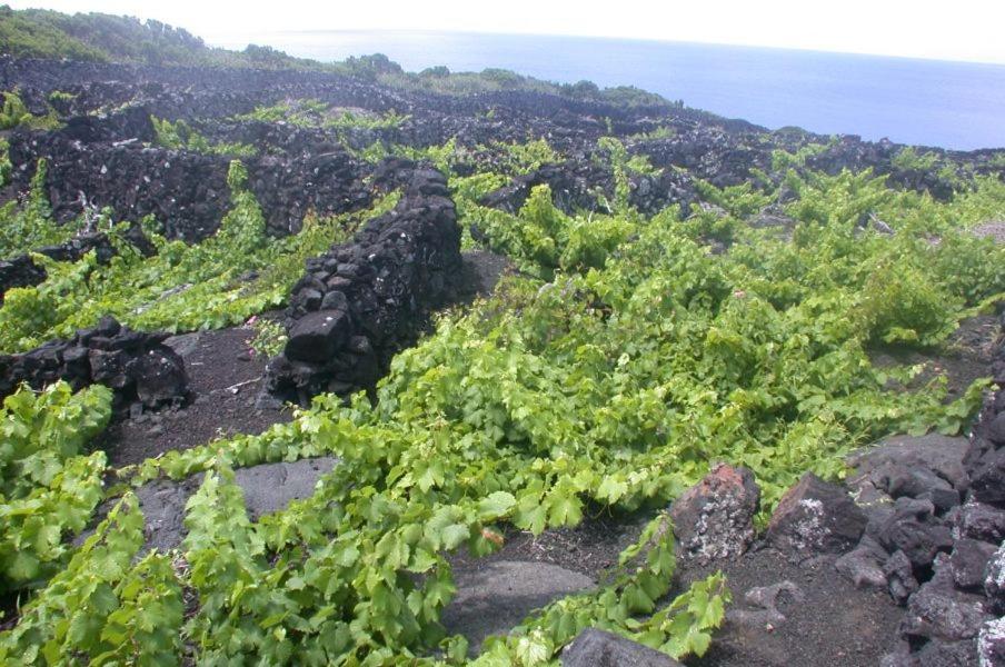 Вилла Baco'S Vineyard Lajido Экстерьер фото
